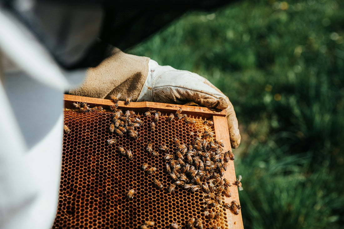 Honeycomb with bees on it and a beekeeper dressed in white with white gloves and a net head protector.
