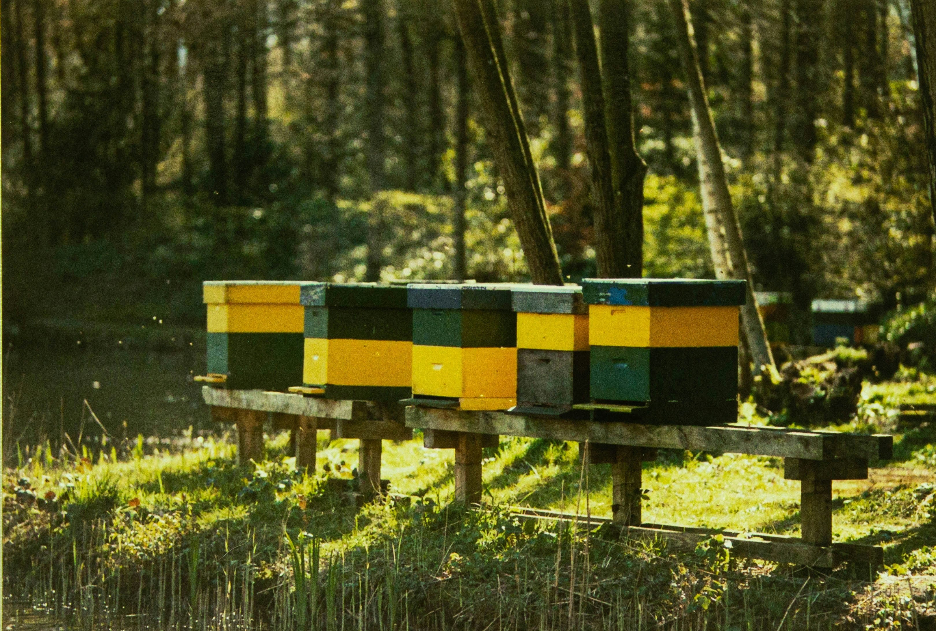 Three beehives on wooden stands in a forest setting